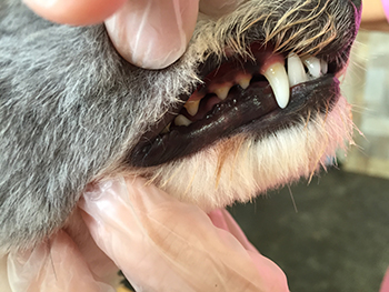Canine Teeth